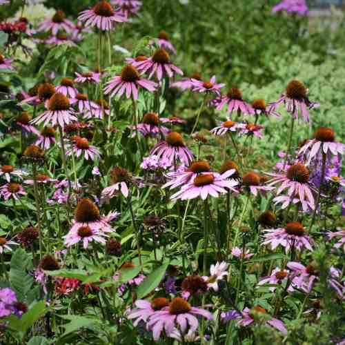 Icon presentation for April: Support Biodiversity