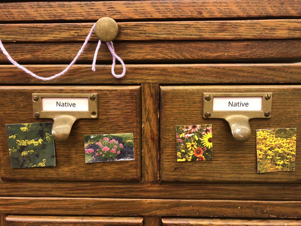 Close-up view of RPL seed library drawers for native seeds